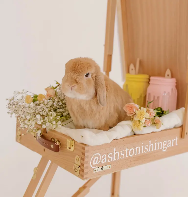 Tushy, Ashton's pet rabbit and studio assistant